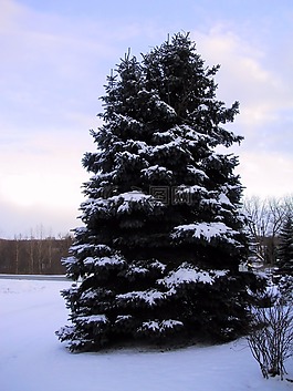 云杉,冬天,雪