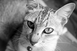 動物,動物攝影,貓