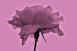 羅莎,花卉,性質(zhì)