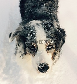 狗,大理石的眼睛,雪