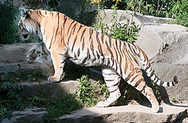 虎,動物,野生