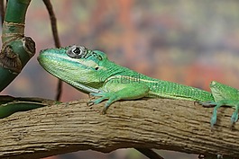 ritteranolis,蜥蜴,schuppenkriechtier