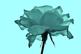 羅莎,花卉,性質(zhì)
