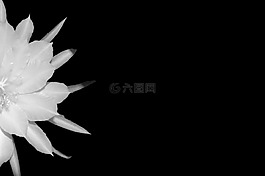 epiphyllum,開花,仙人掌