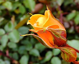 盛開,開花,植物區(qū)系
