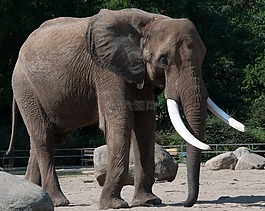 象,動(dòng)物園,夏天
