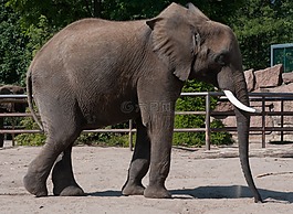 象,動物園,夏天