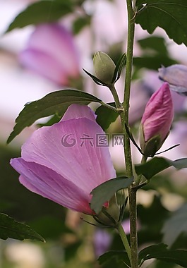 植物,花卉,羅莎