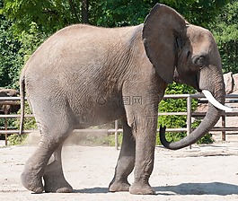 象,動(dòng)物園,夏天