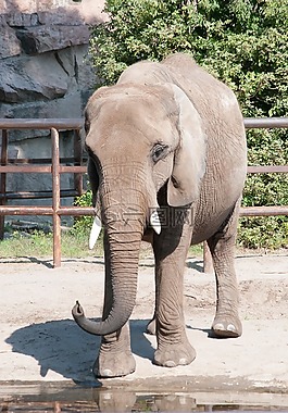 象,動物園,夏天