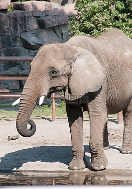 象,動物園,夏天