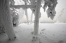 雪,冬天,落葉松