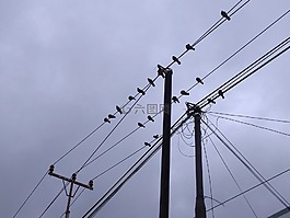 鳥,鱸魚,電纜