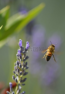 蜜蜂,花,昆蟲(chóng)
