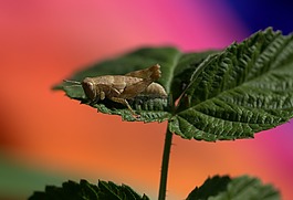 lacusta,工厂,休息