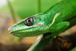 ritteranolis,蜥蜴,schuppenkriechtier