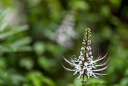 野生,花,自然