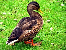鴨,野鴨,動物