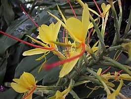 花,熱帶,黃色