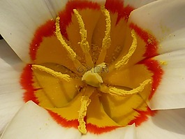 花,郁金香,kaufmanniana