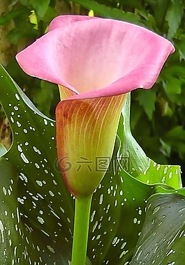 花,馬蹄蓮,顏色