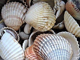 貽貝,海,海灘