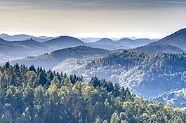 山,森林,普法爾茨