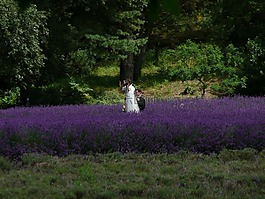 婚禮,攝影師,熏衣草