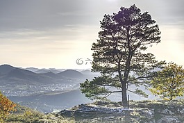 樹,愿景,天空