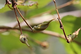 edambiri,螺纹套筒树,喀拉拉