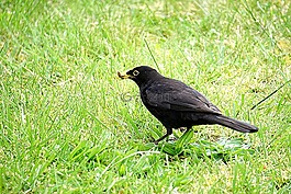梅爾,野生動物,自然
