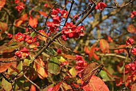 開花,花,紅色
