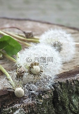蒲公英,白,草地
