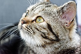 猫,英国短毛猫,品种猫