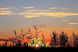 甘蔗,晚上,日落