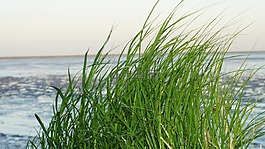 草,美国瓦茨,北海