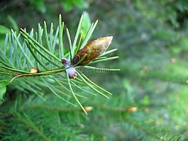 松,錐,枝杈