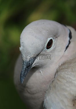 鴿子,鳥,動物