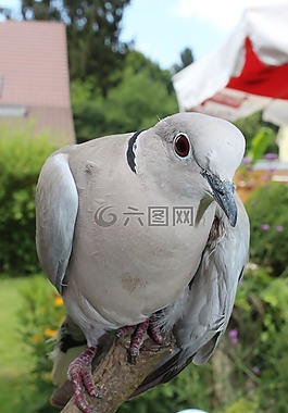 鴿子,鳥,動物