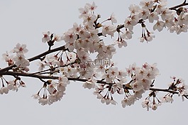 櫻桃,日本,粉色