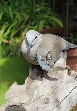 鴿子,鳥,動物