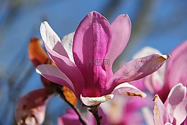 花,紫色,紫色花