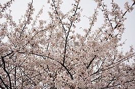 櫻桃,日本,粉色