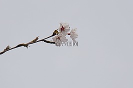 櫻桃,日本,粉色