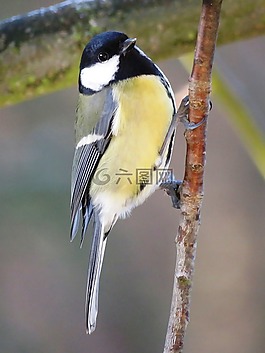 鳥,山雀,花園
