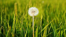 鮮花,自然,蒲公英