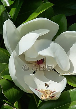 花卉,蜜蜂,杜鹃