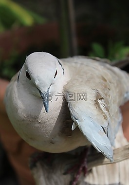 鴿子,鳥,動(dòng)物
