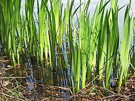 湖,池塘,銀行