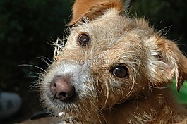 狗,面對,小獵犬